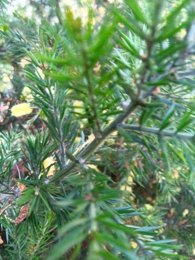 Acacia verticillata 7
