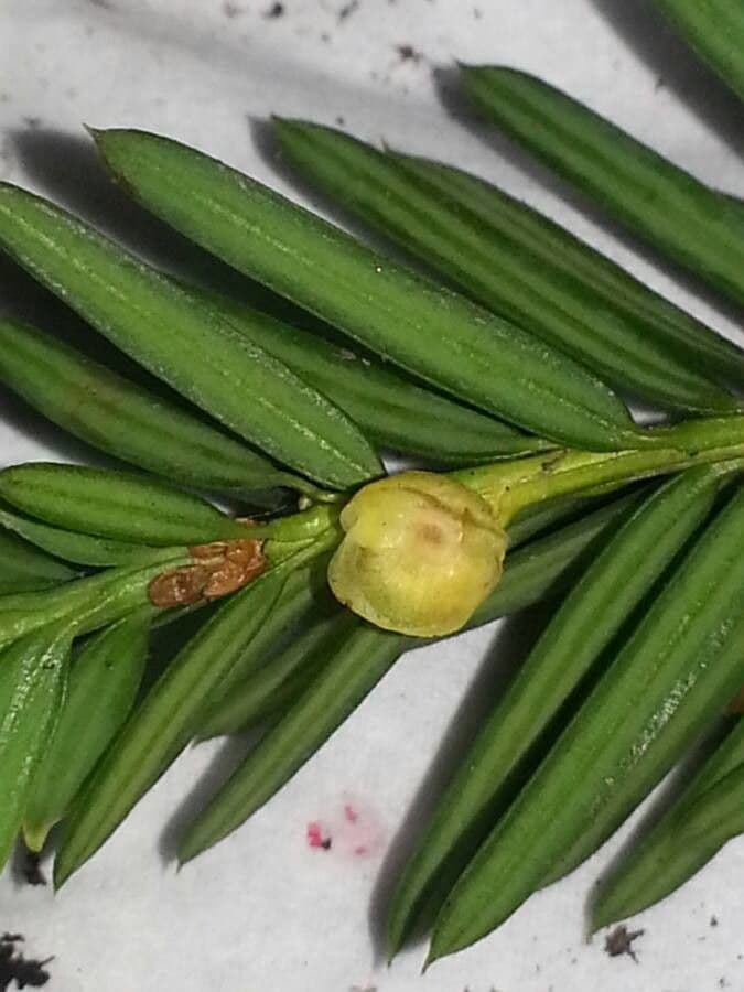 Podocarpus macrophyllus 9