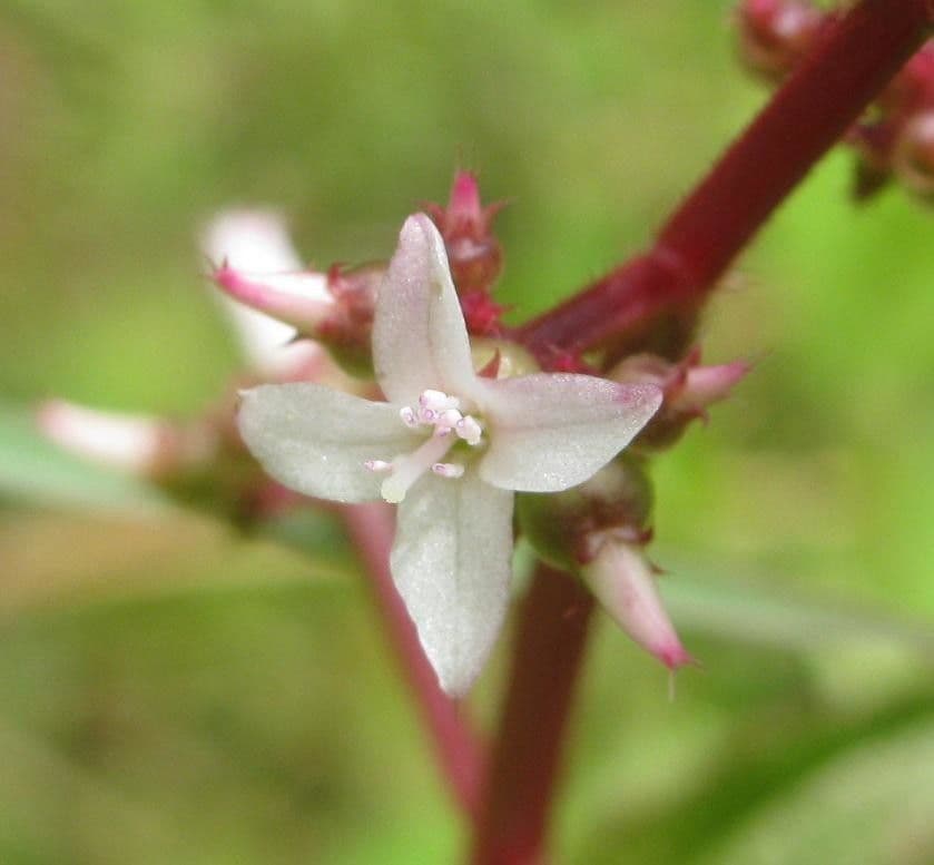 Aciotis purpurascens