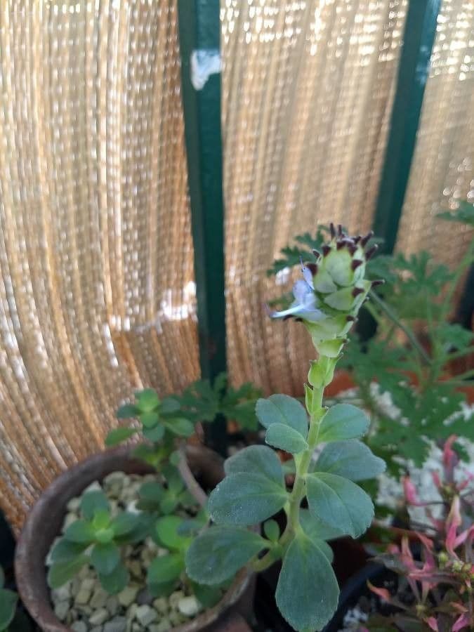 Plectranthus ornato 4