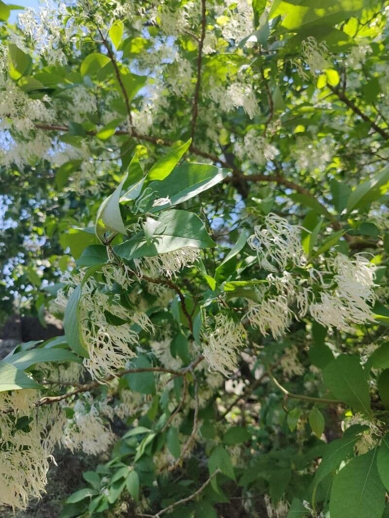 Chionanthus 10