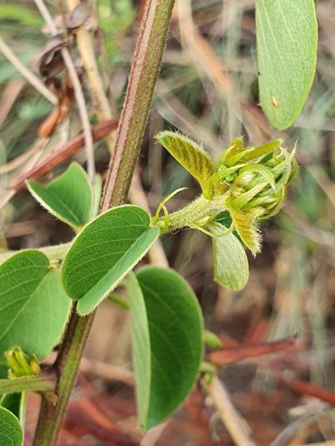 Helinus integrifolius 22