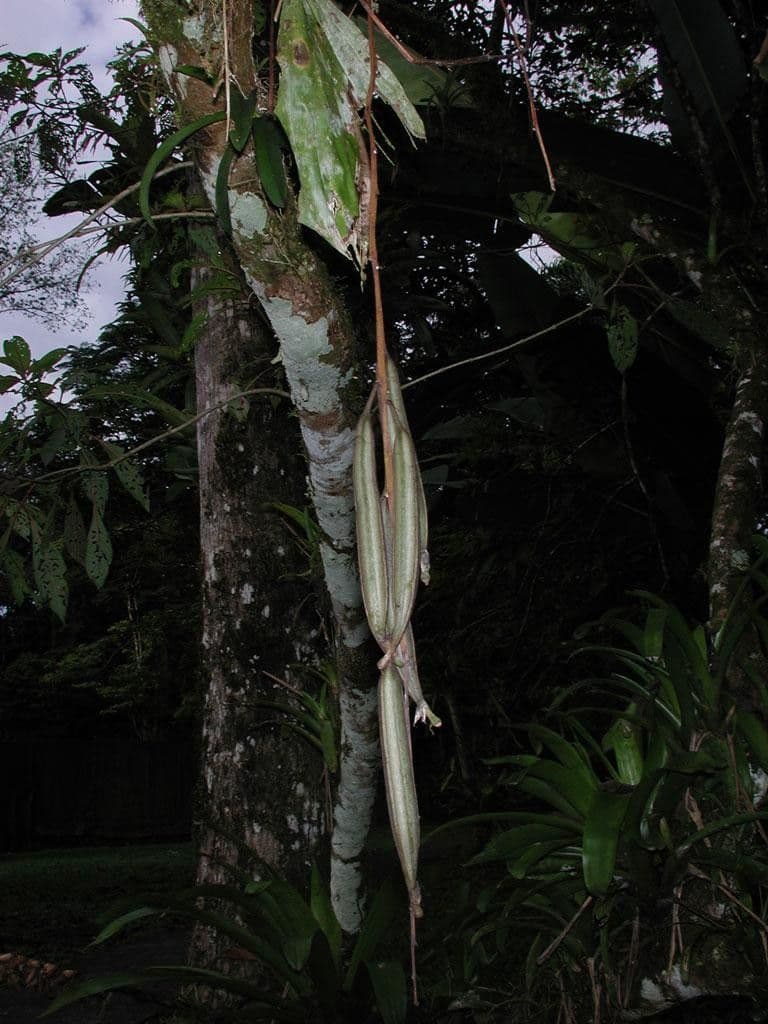 Gongora 20