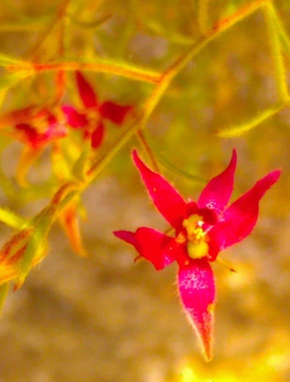 Krameria lanceolata 2