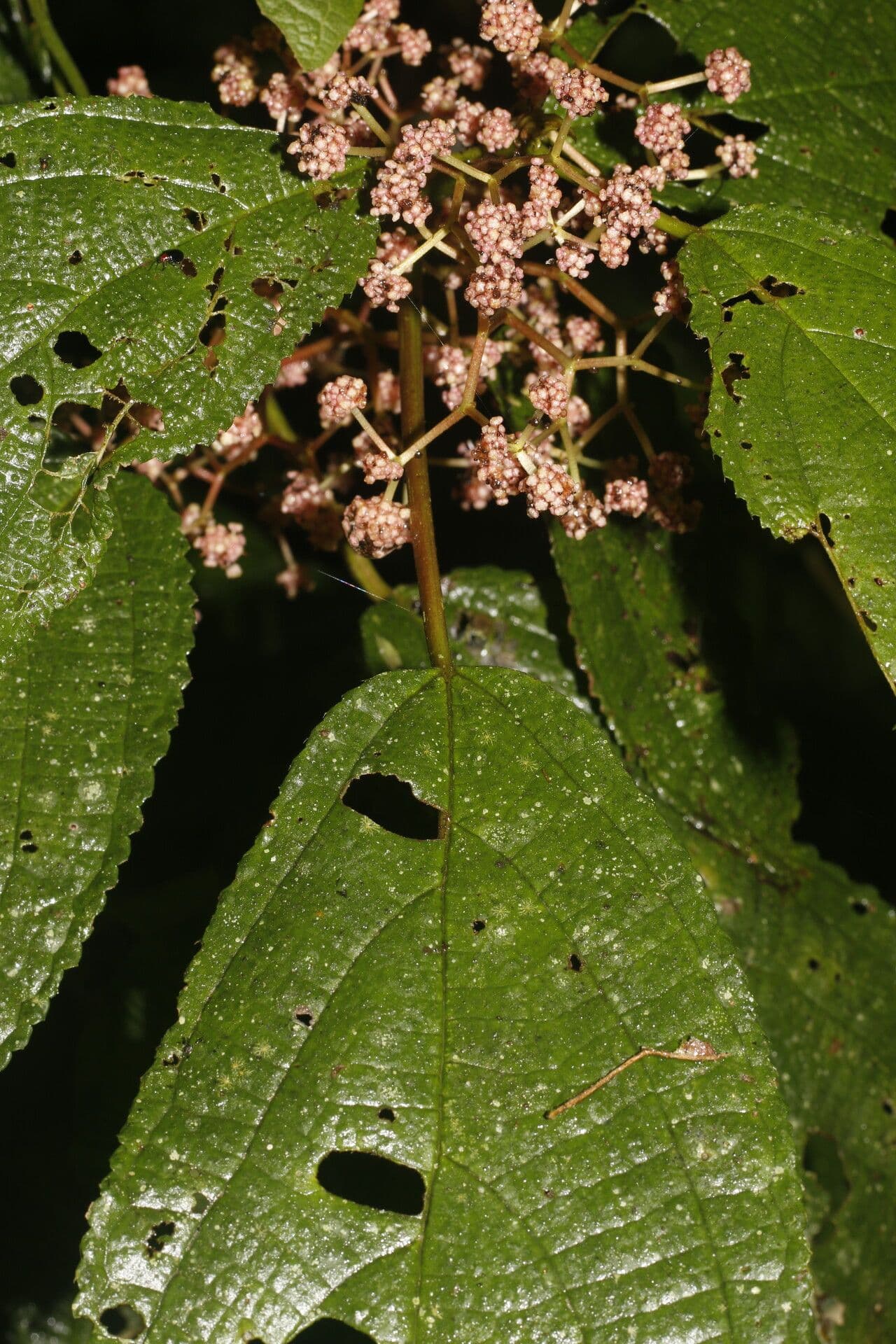 Urera simplex 6