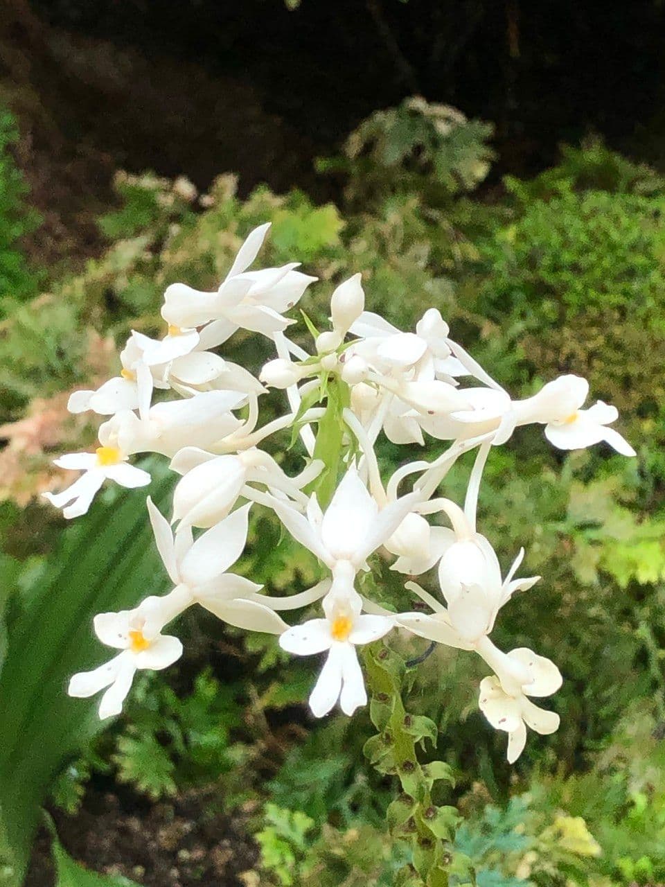 Calanthe 8