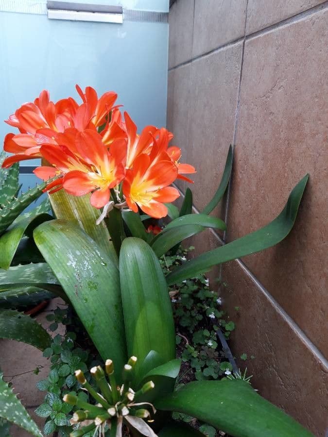 Clivia 8