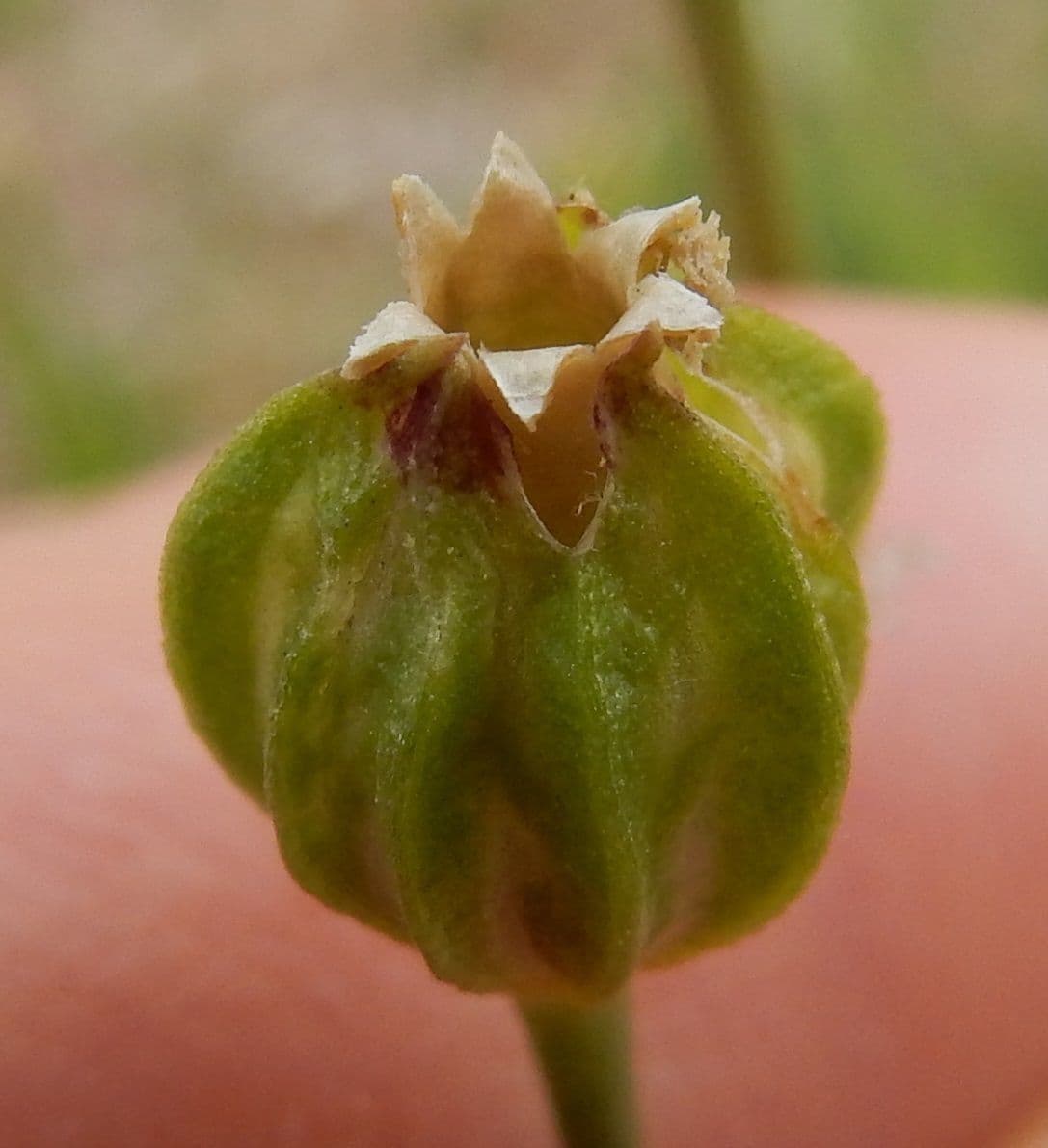 Silene antirrhinum