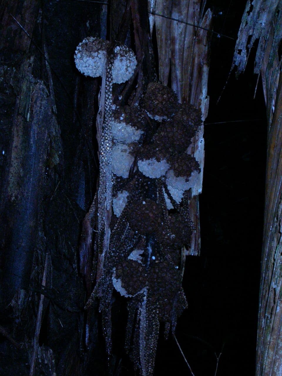 Manicaria saccifera
