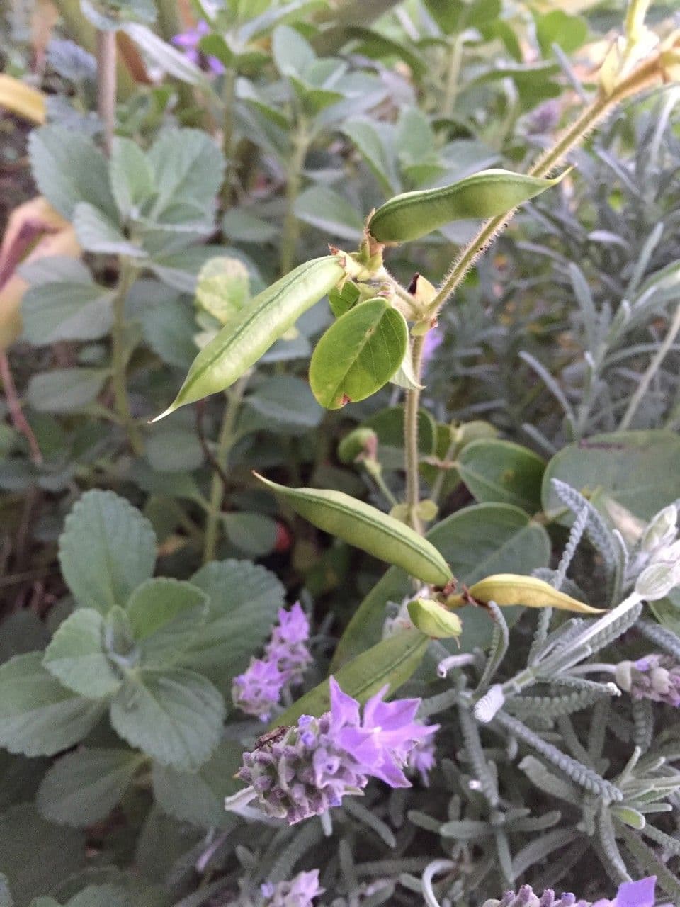 Clitoria falcata