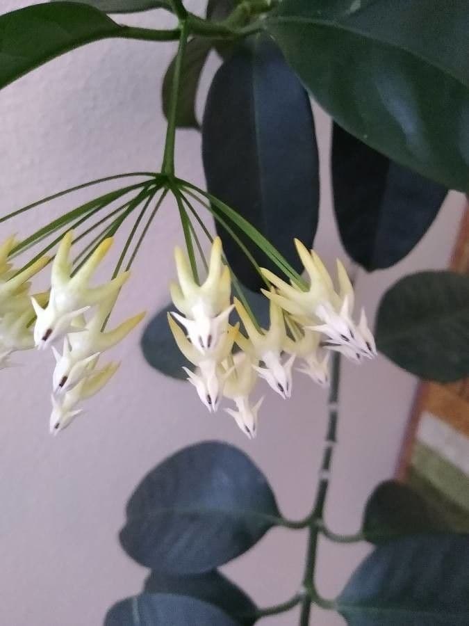Hoya 2