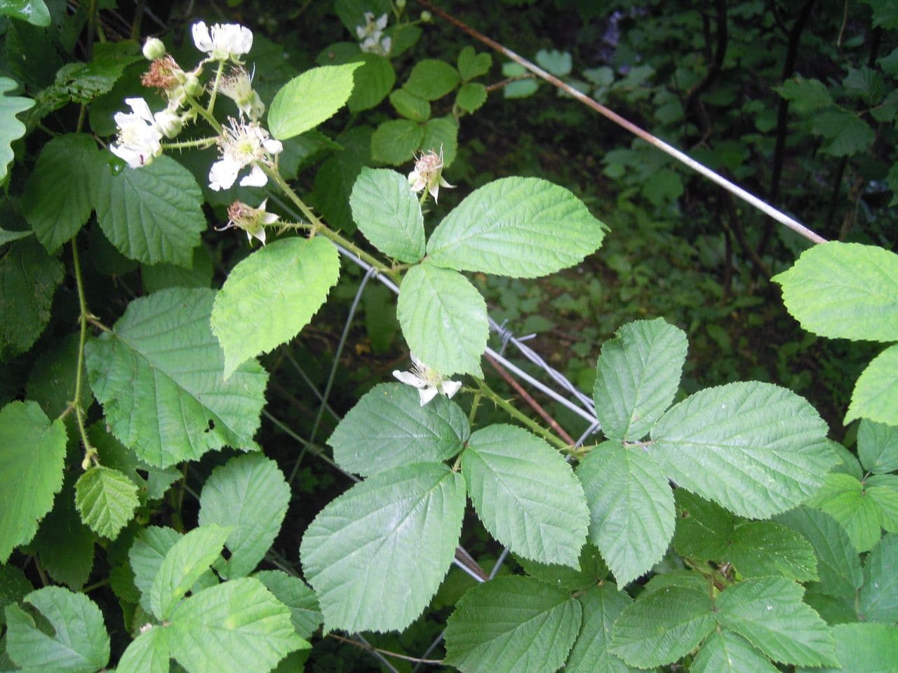 Rovo 7