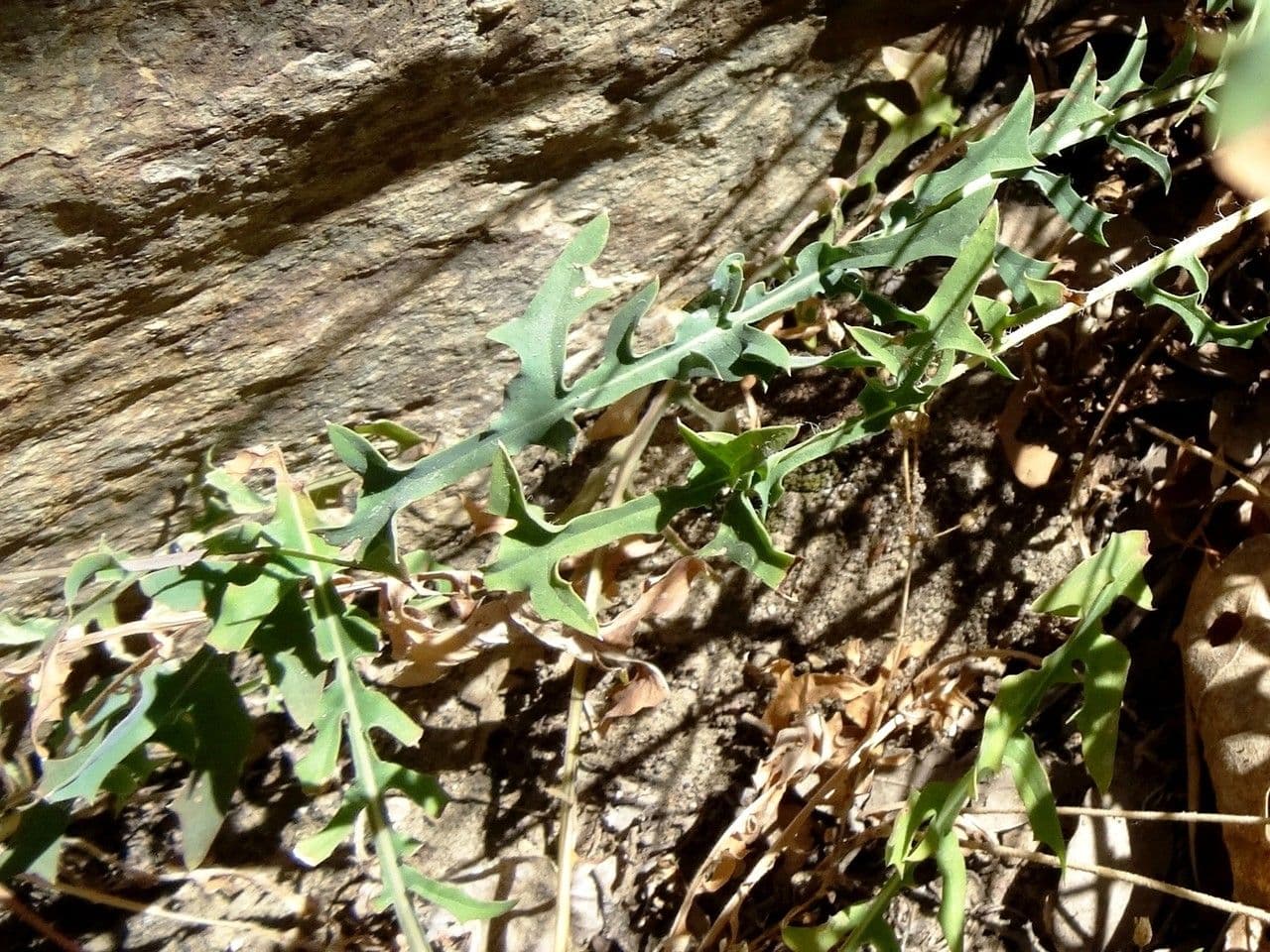 Lattuga viminea 18