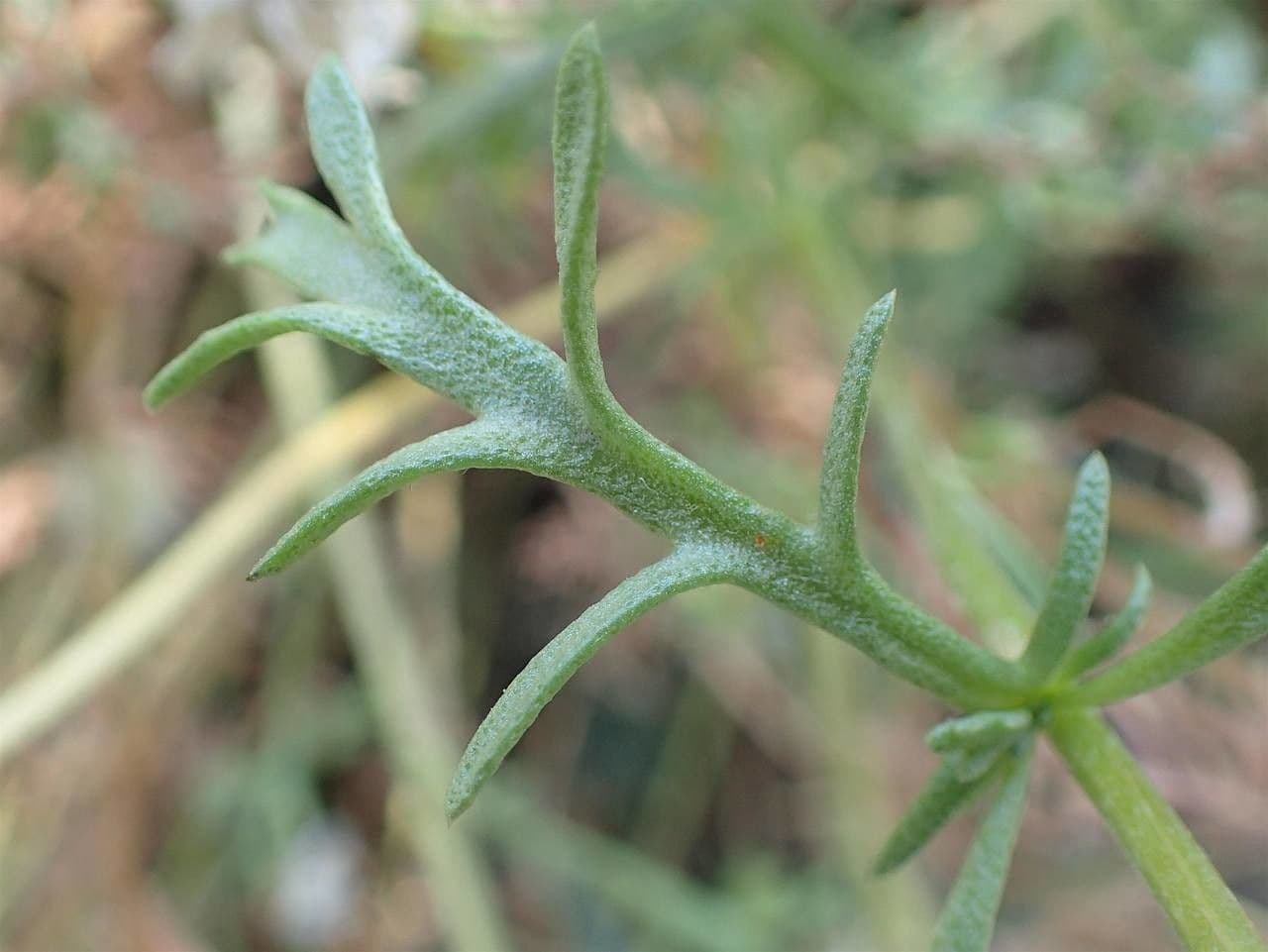 Camomilla marittima 22