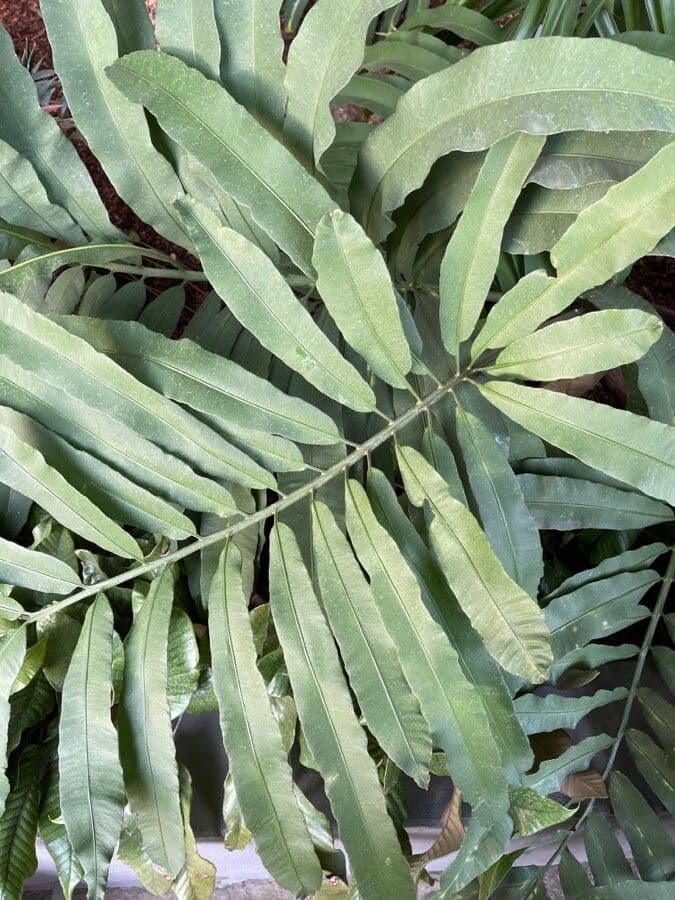 Stangeria 8