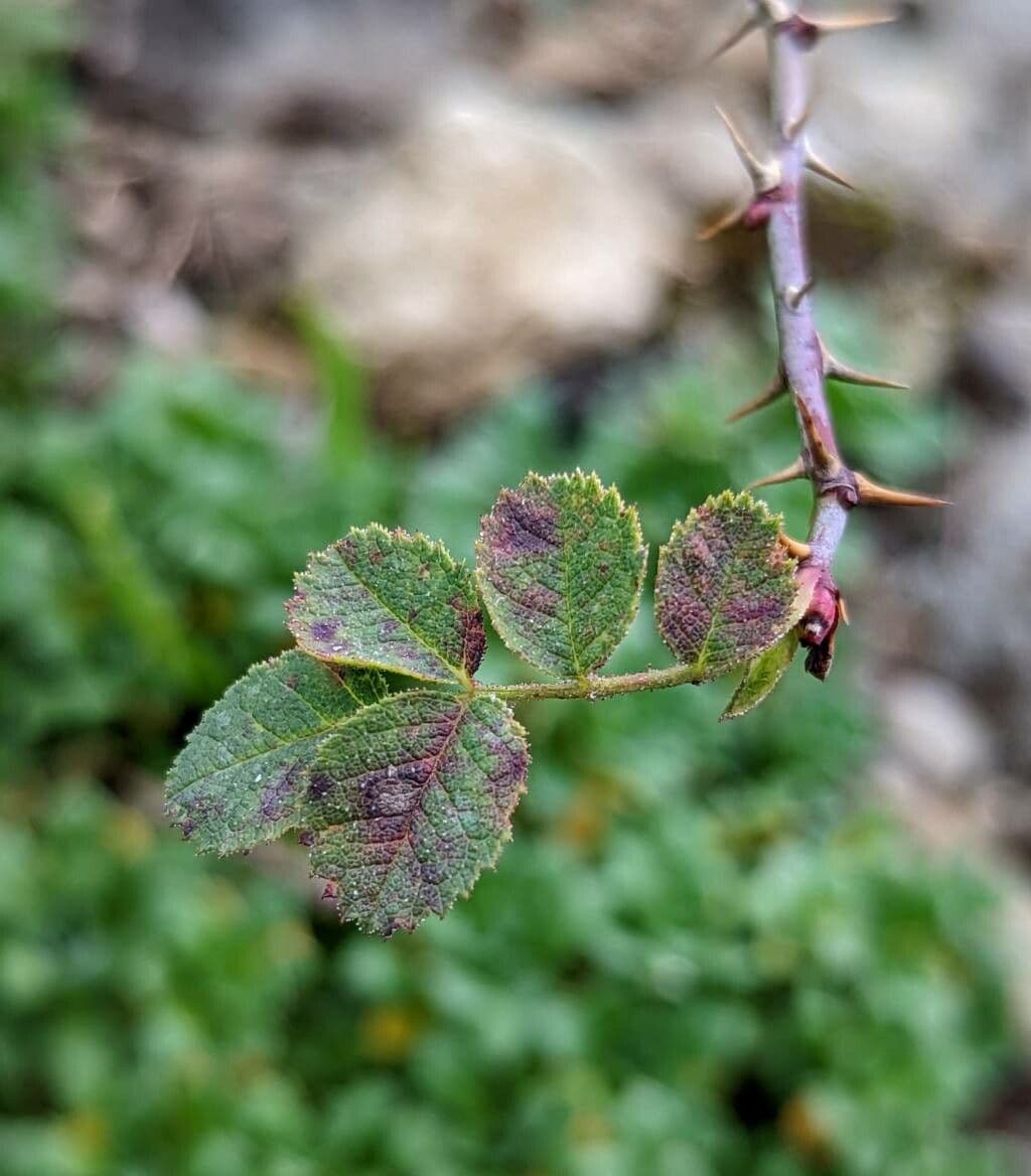 Graublättrige Rose 7