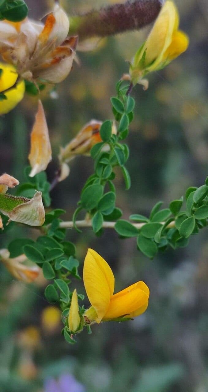 Adenocarpus 9