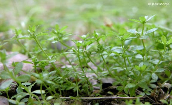Galium murale 11