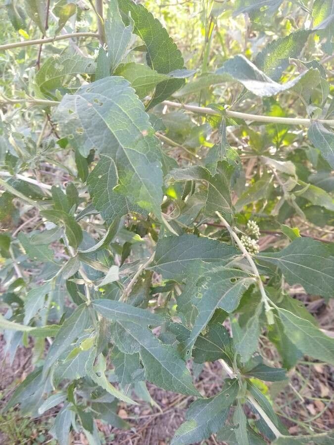 Austroeupatorium 13