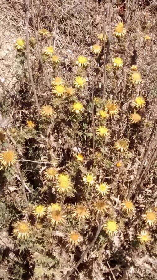 Carlina corimbosa 14
