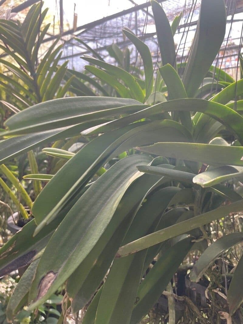 Vanda 13