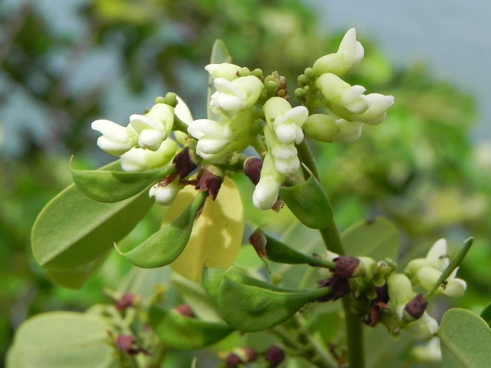 Dalbergia 5