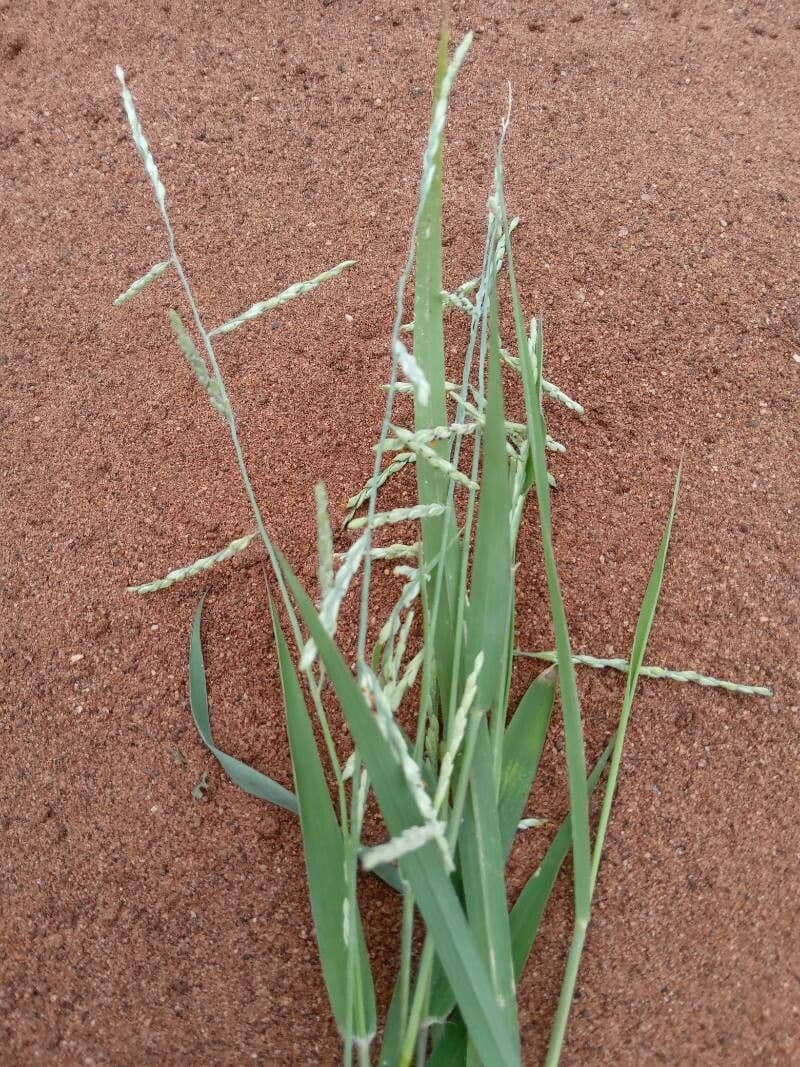 Urochloa 6