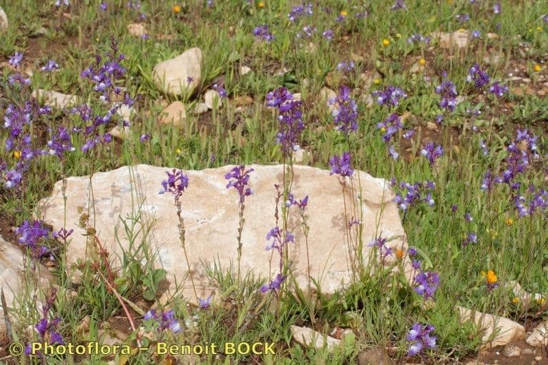 Linaria incarnata 7