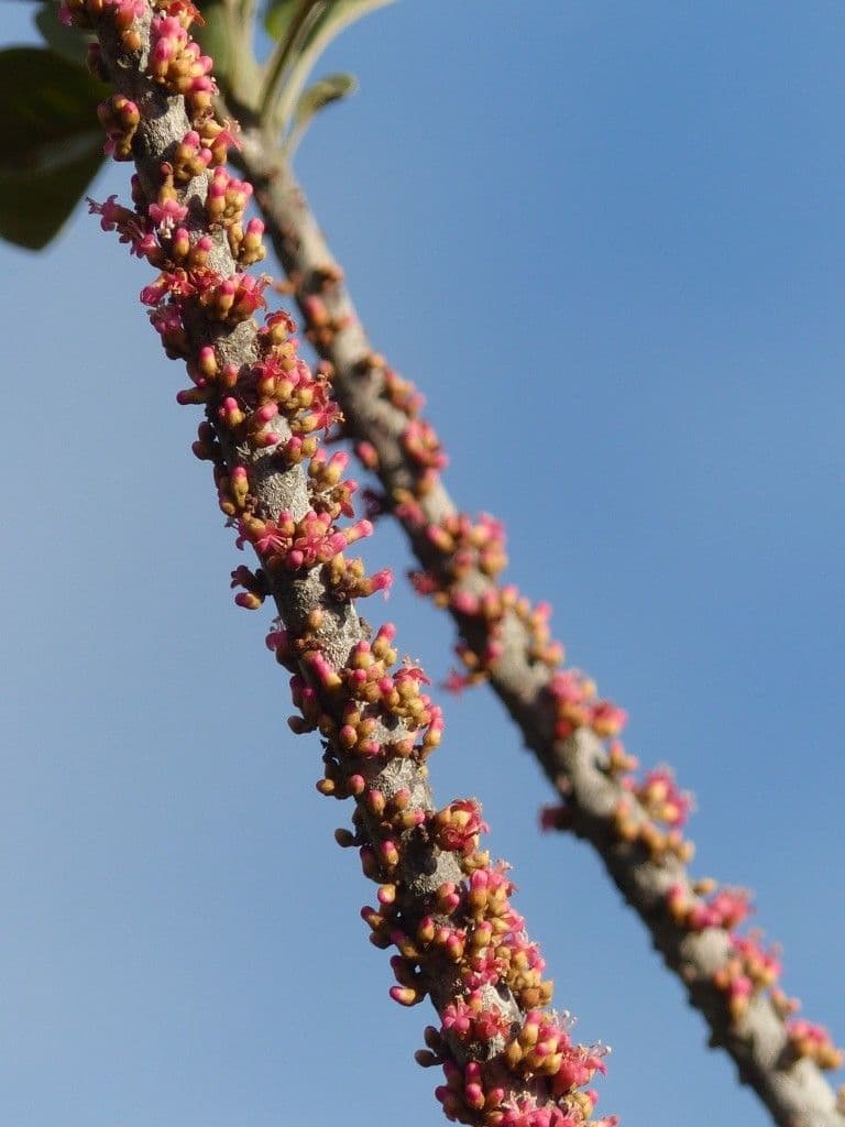 Blanchons Pycnandra