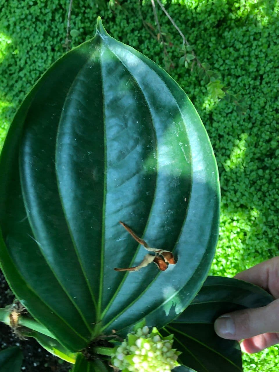 Medinilla 20