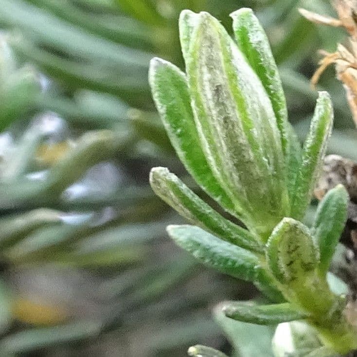 Rosmarinblättriger Diplostephium 4