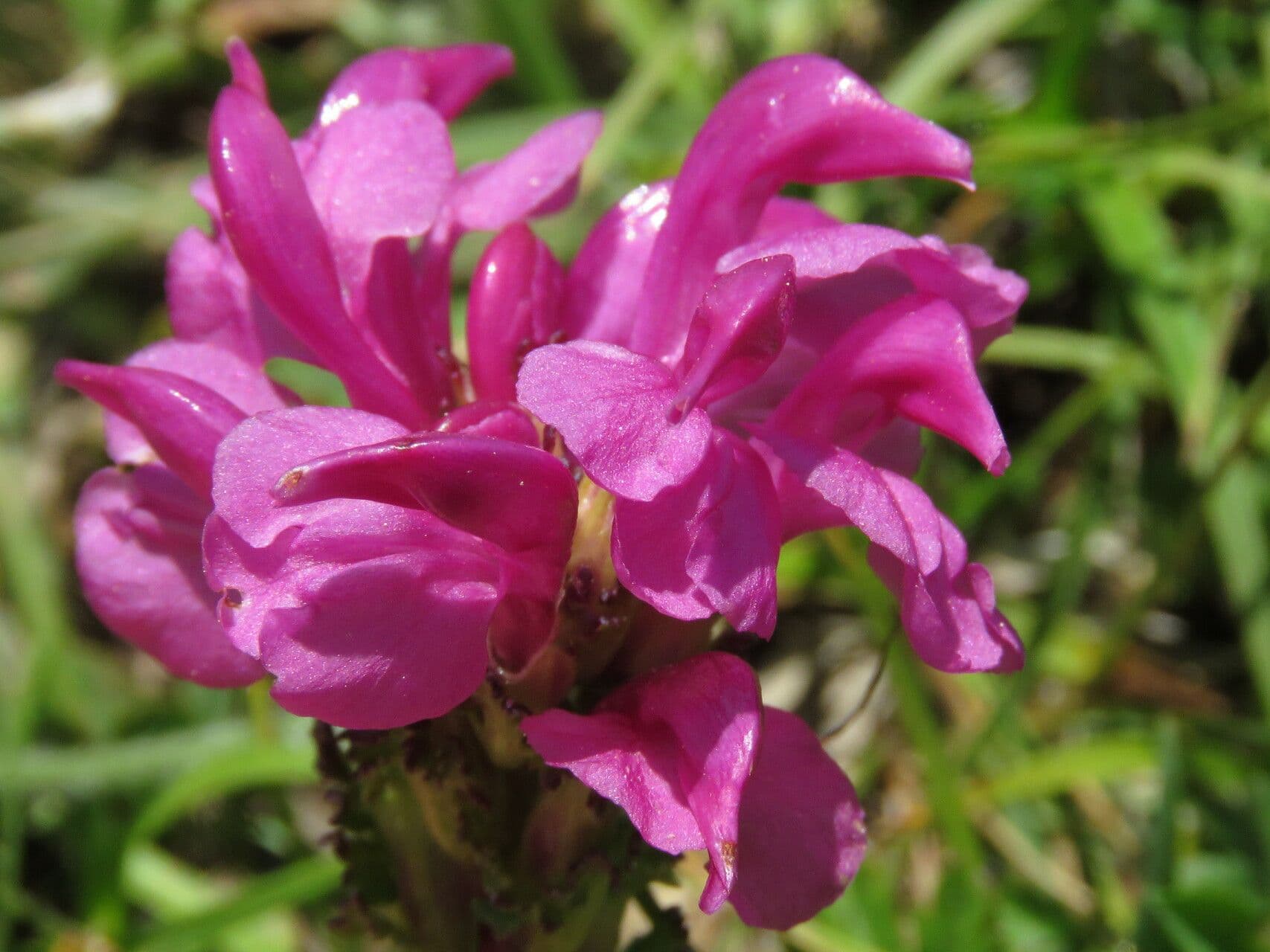 Vrbina pyrenejská 8