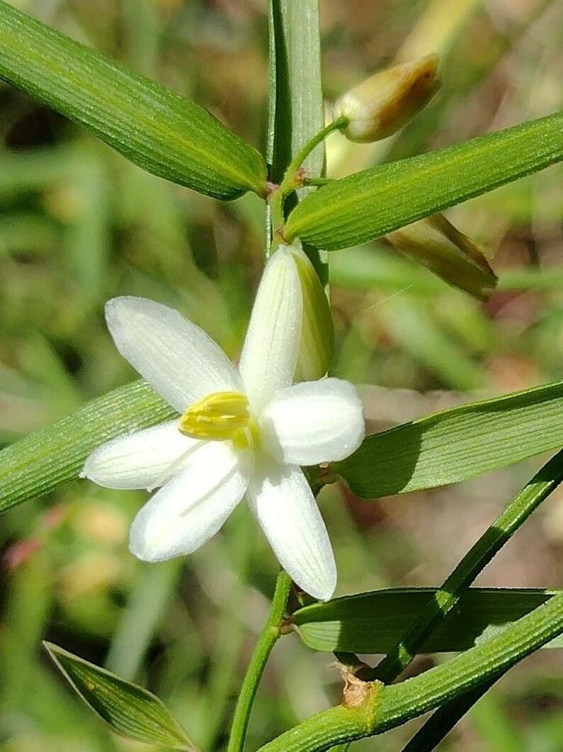 Geitonoplesium cymosum 2