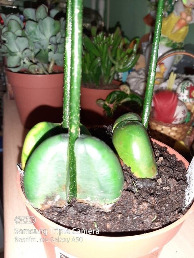 Castanopsis acuminatissima