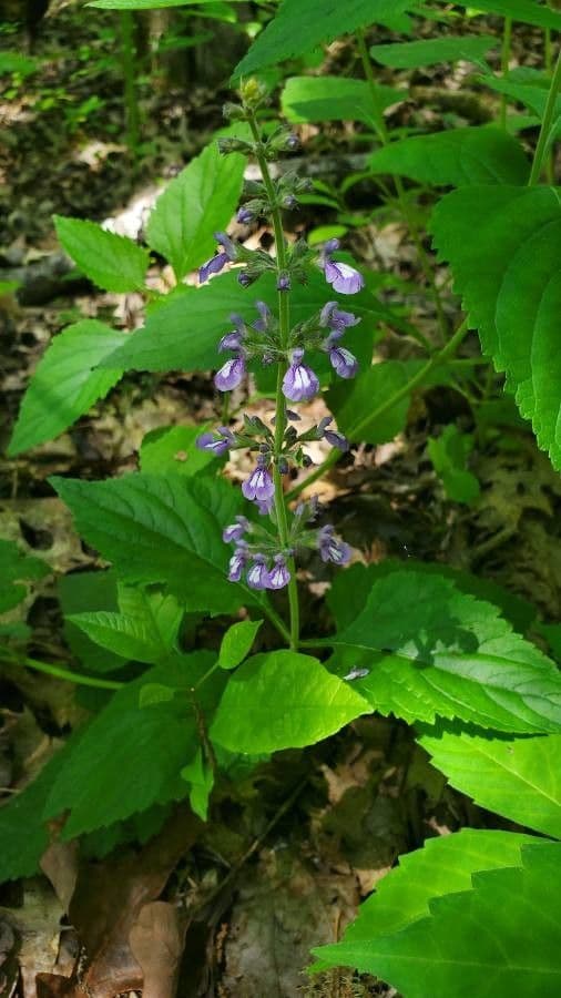 Nettleleaf sage