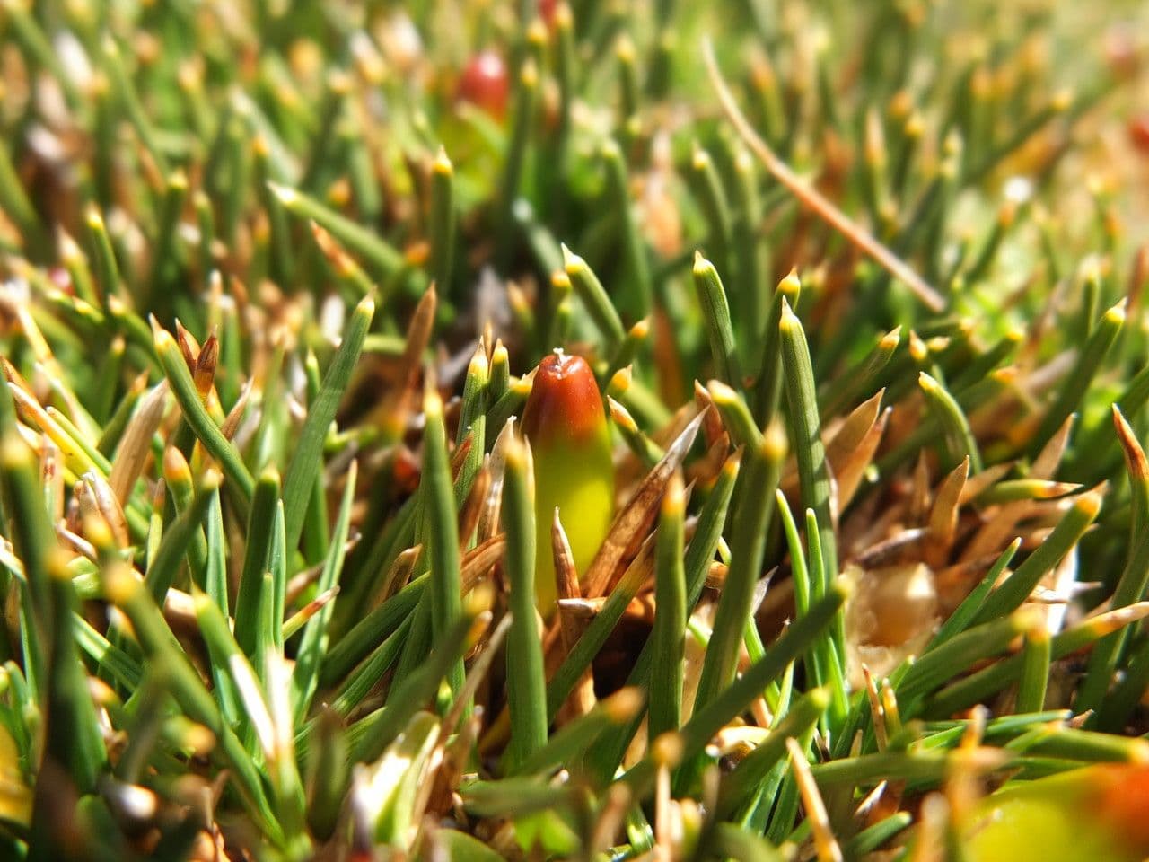 Oxychloe andina 2