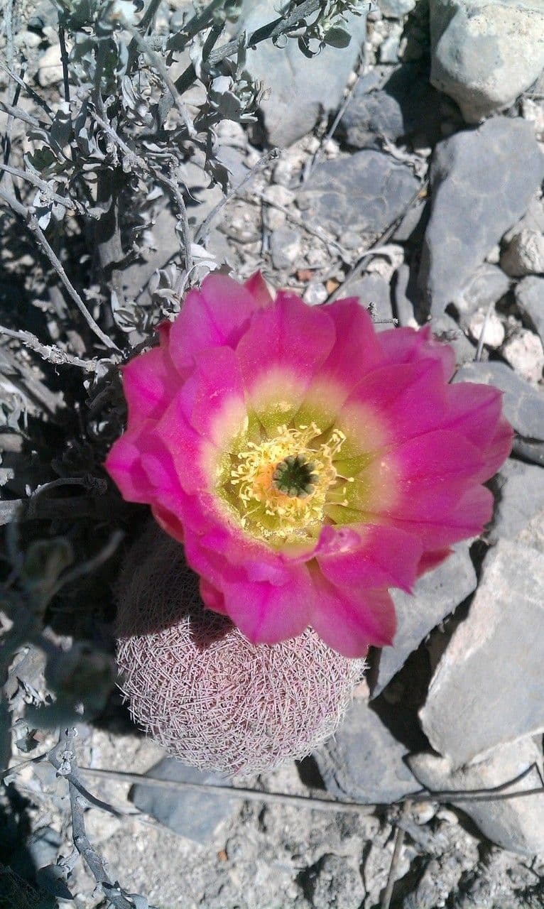 Cactus pettine 7