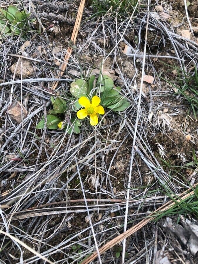 Ranunculus glaberrimus 5