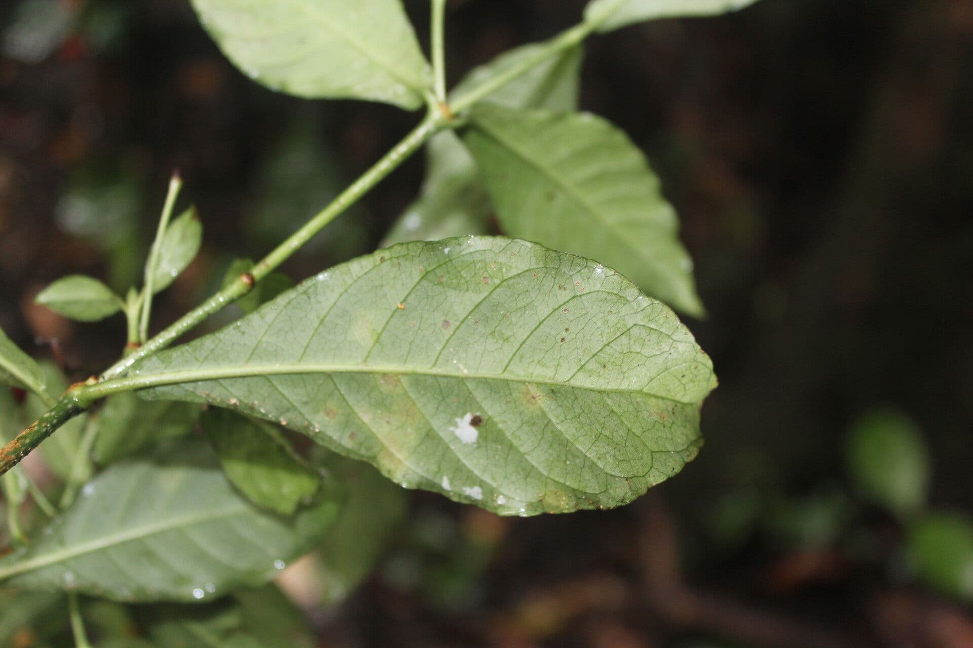 Psychotria 11