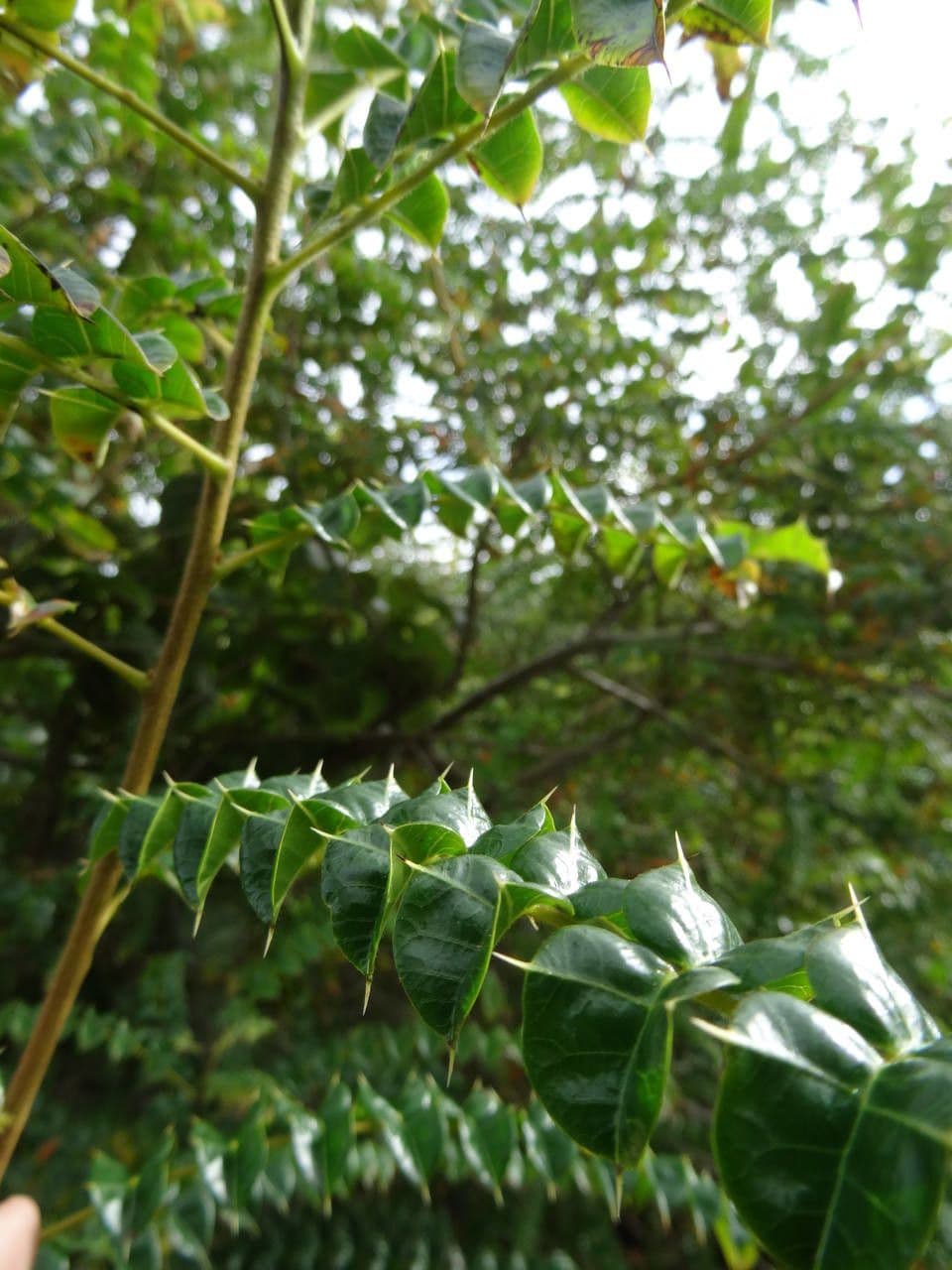 Giftesche 7