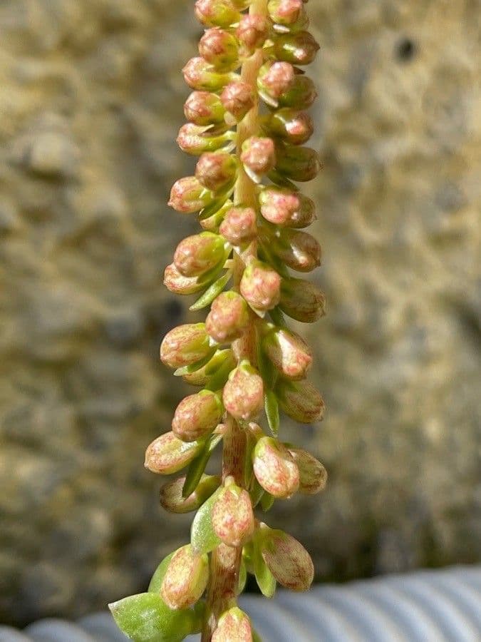 Puclík 4
