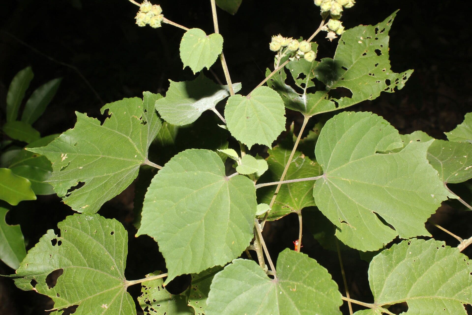 Alosidastrum 7