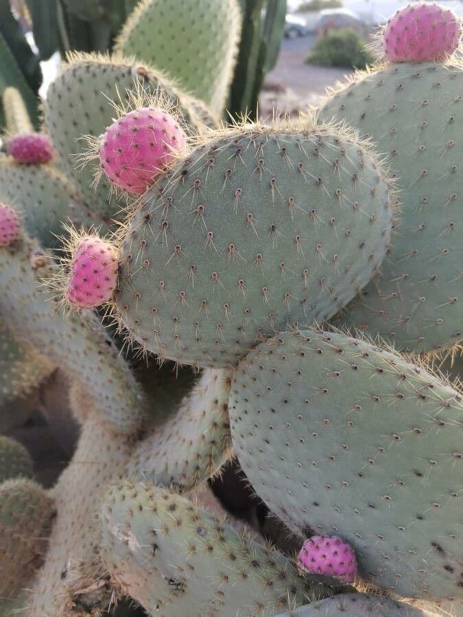 Opuntia leucotricha 19