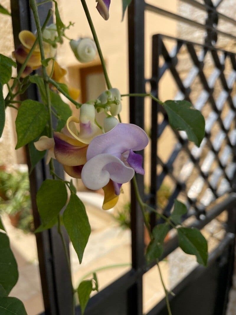 Cochliasanthus 6