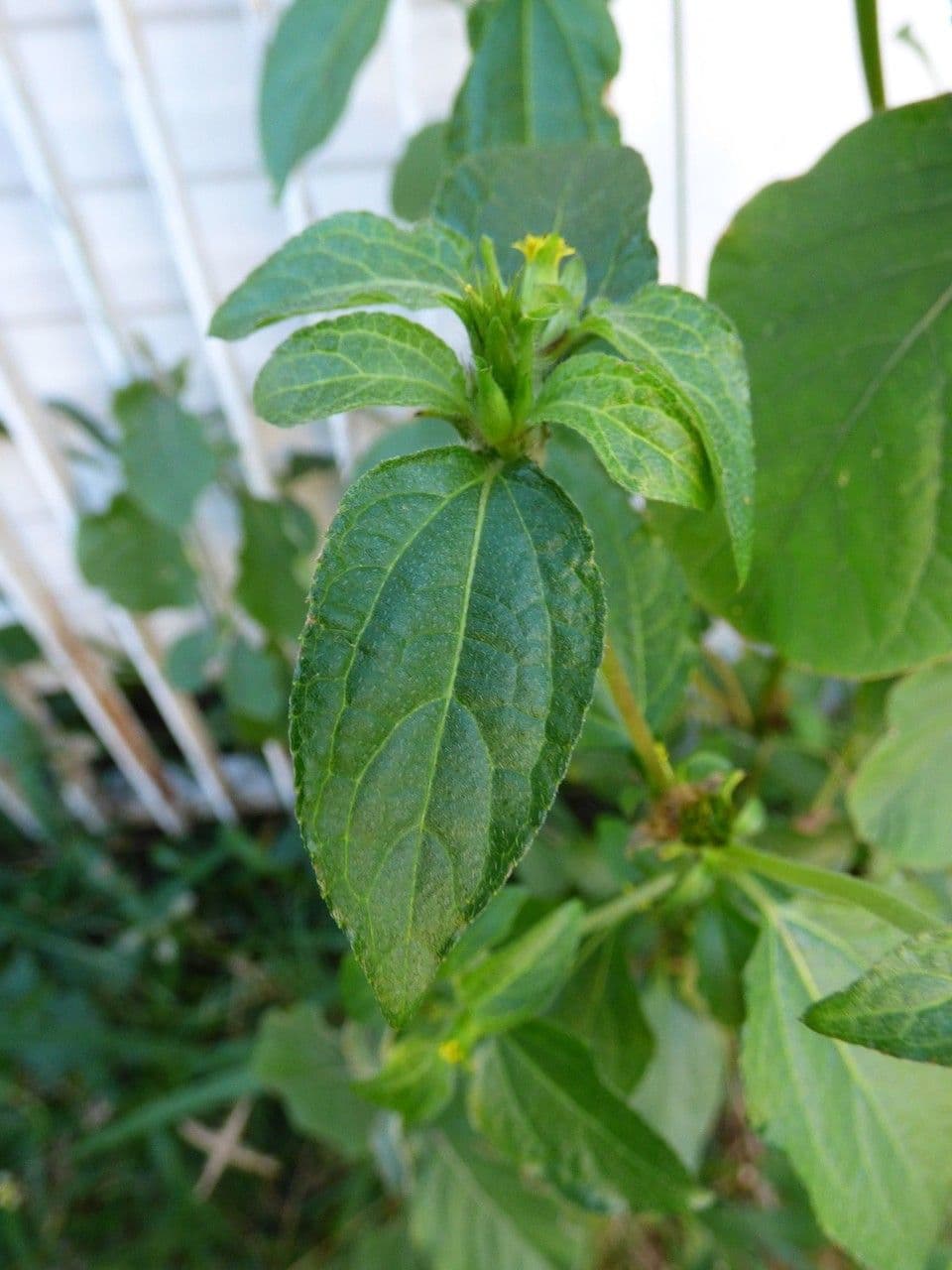 Acanthospermum 20