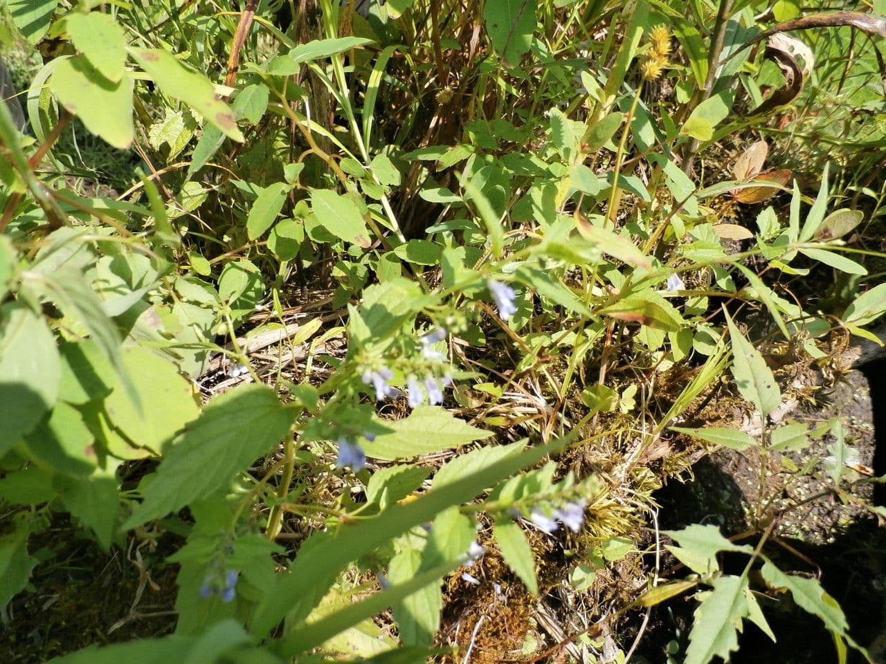 Scutellaria 15