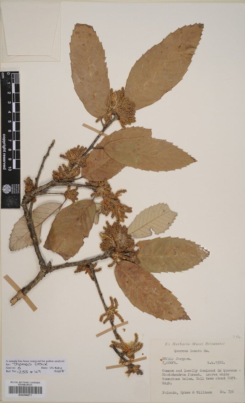 Quercia 2
