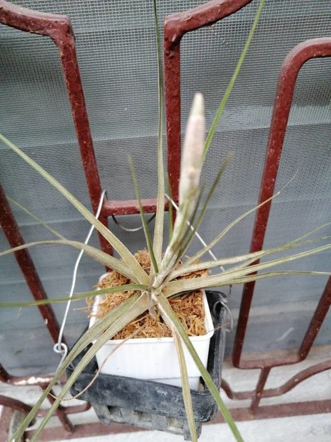 Tillandsia 10