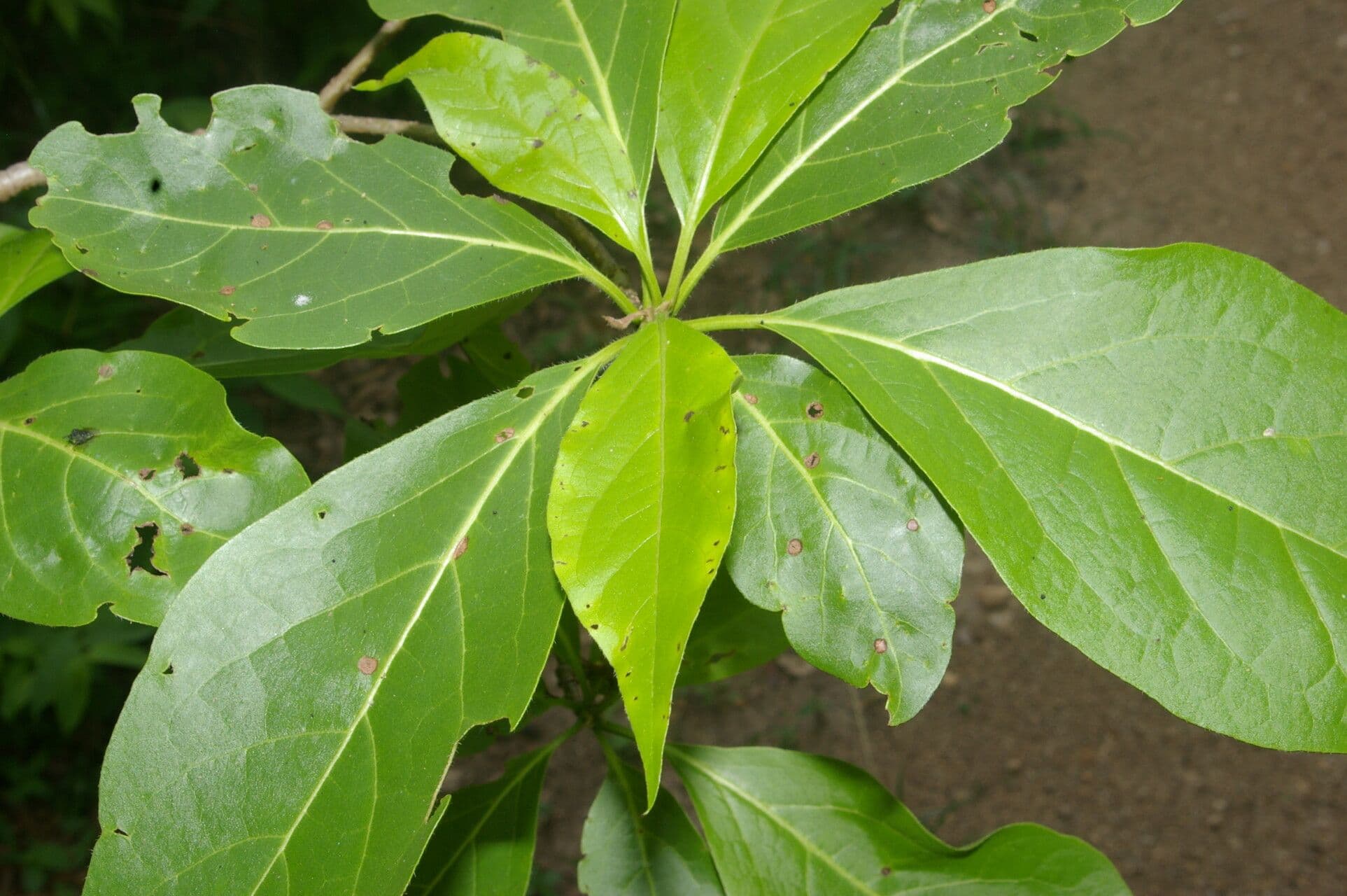 Cordia gerascanthus 3