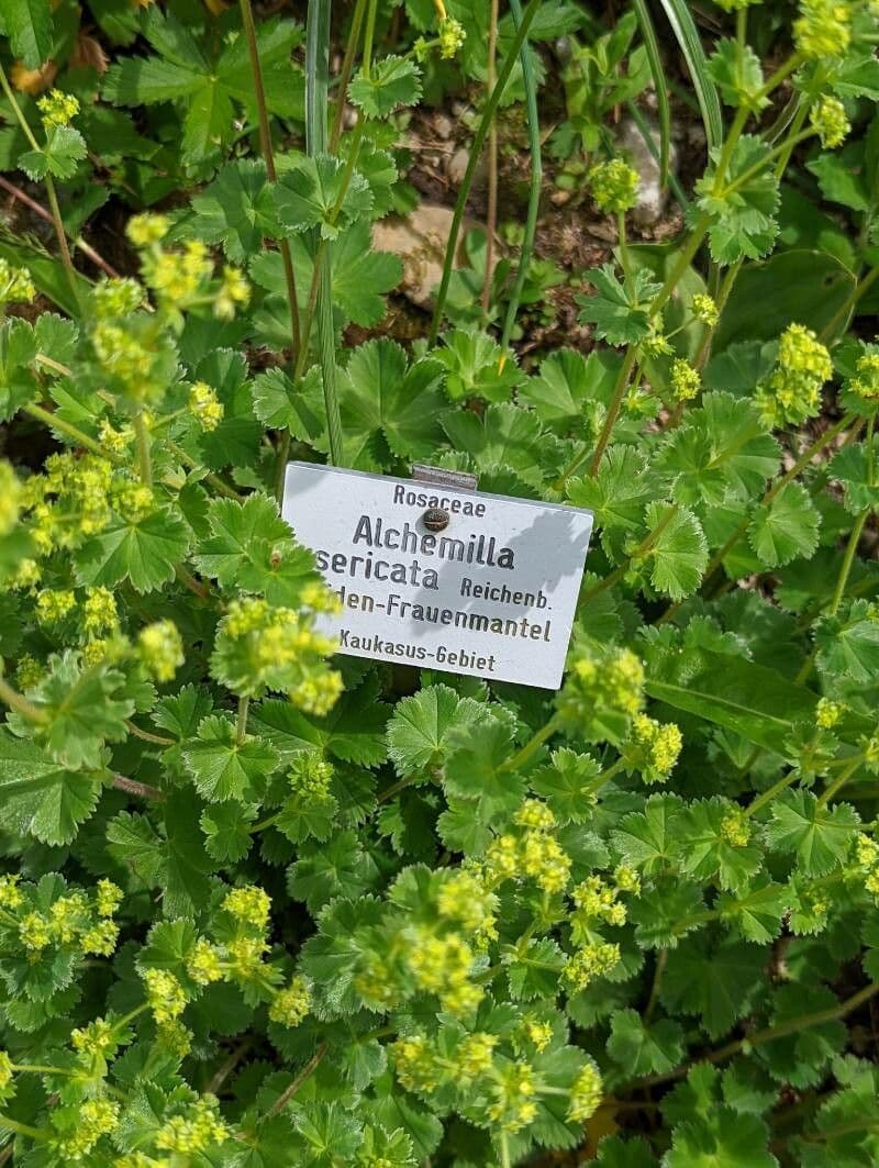 Alchemilla 5